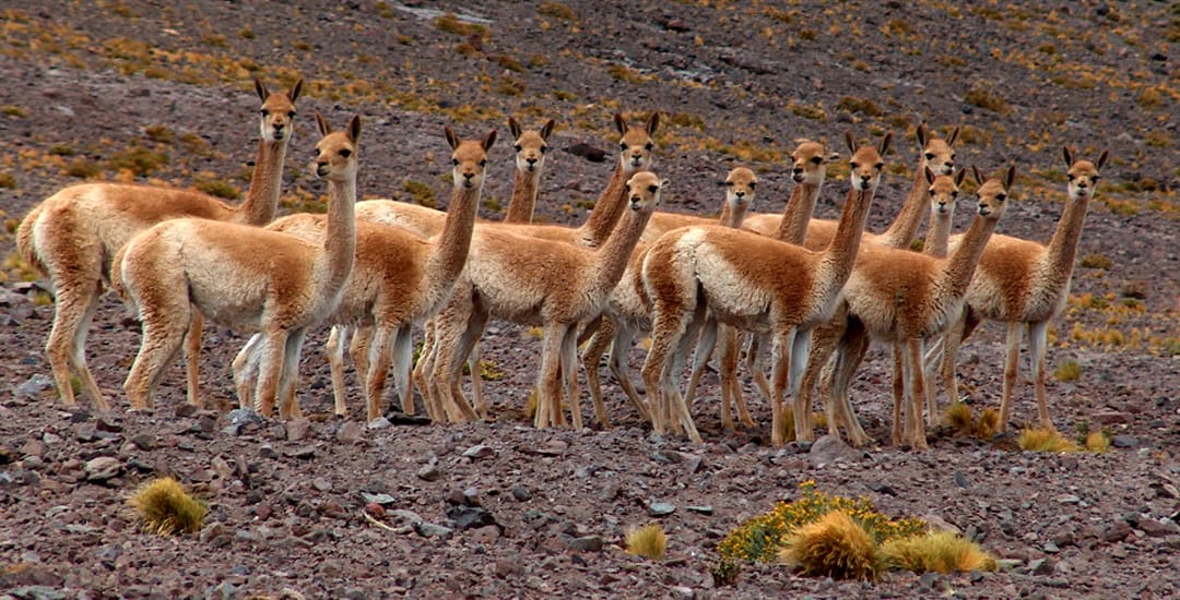Argentinië lamas