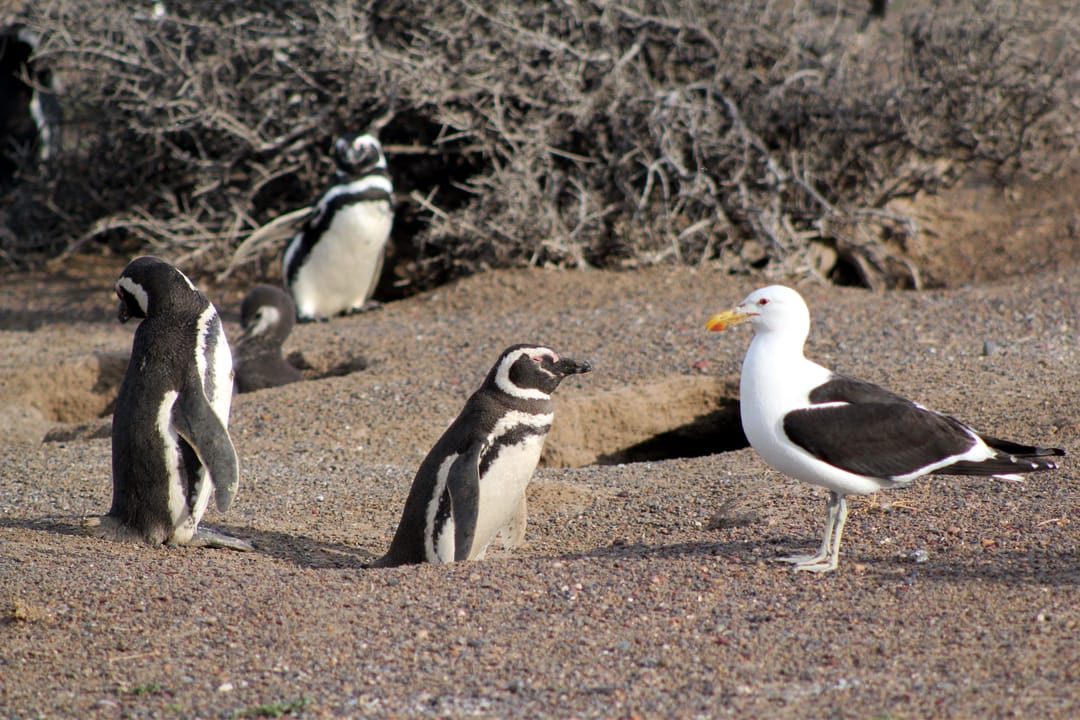 Argentinië Peninsula Valdes Pinguin en meeuw