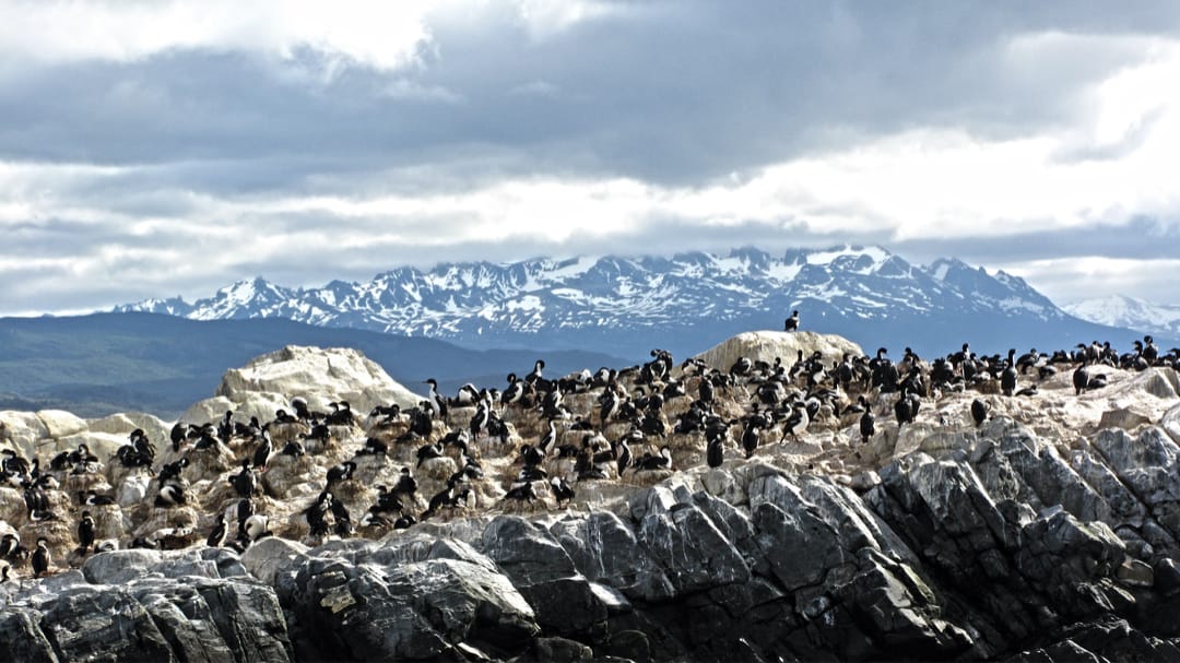 Argentinië Ushuaia pinguins en bergen