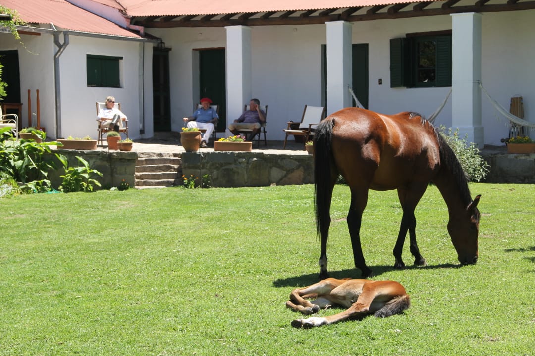 Argentinië Estancia los Potreros tuin met paarden