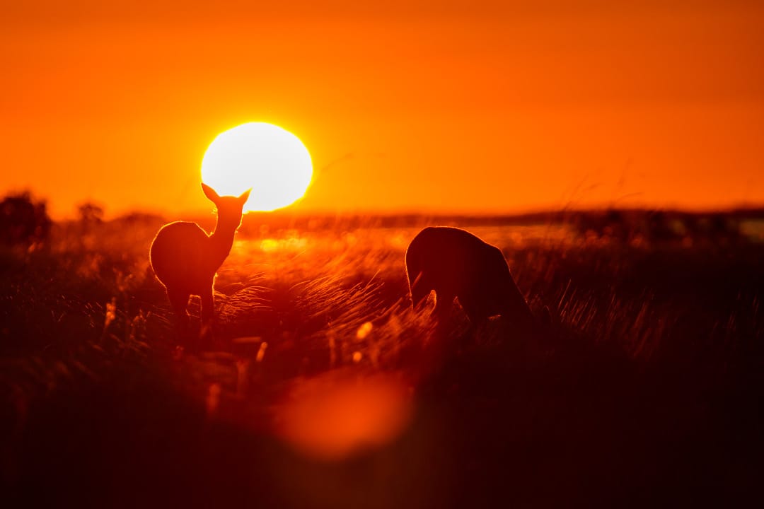 Argentinië Esteros del Ibera zonsondergang