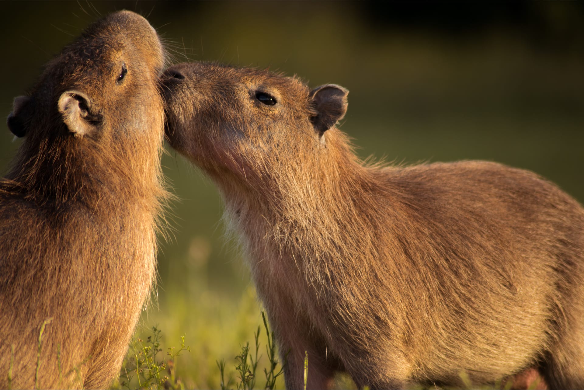 Brazilië Pantanal Capibara