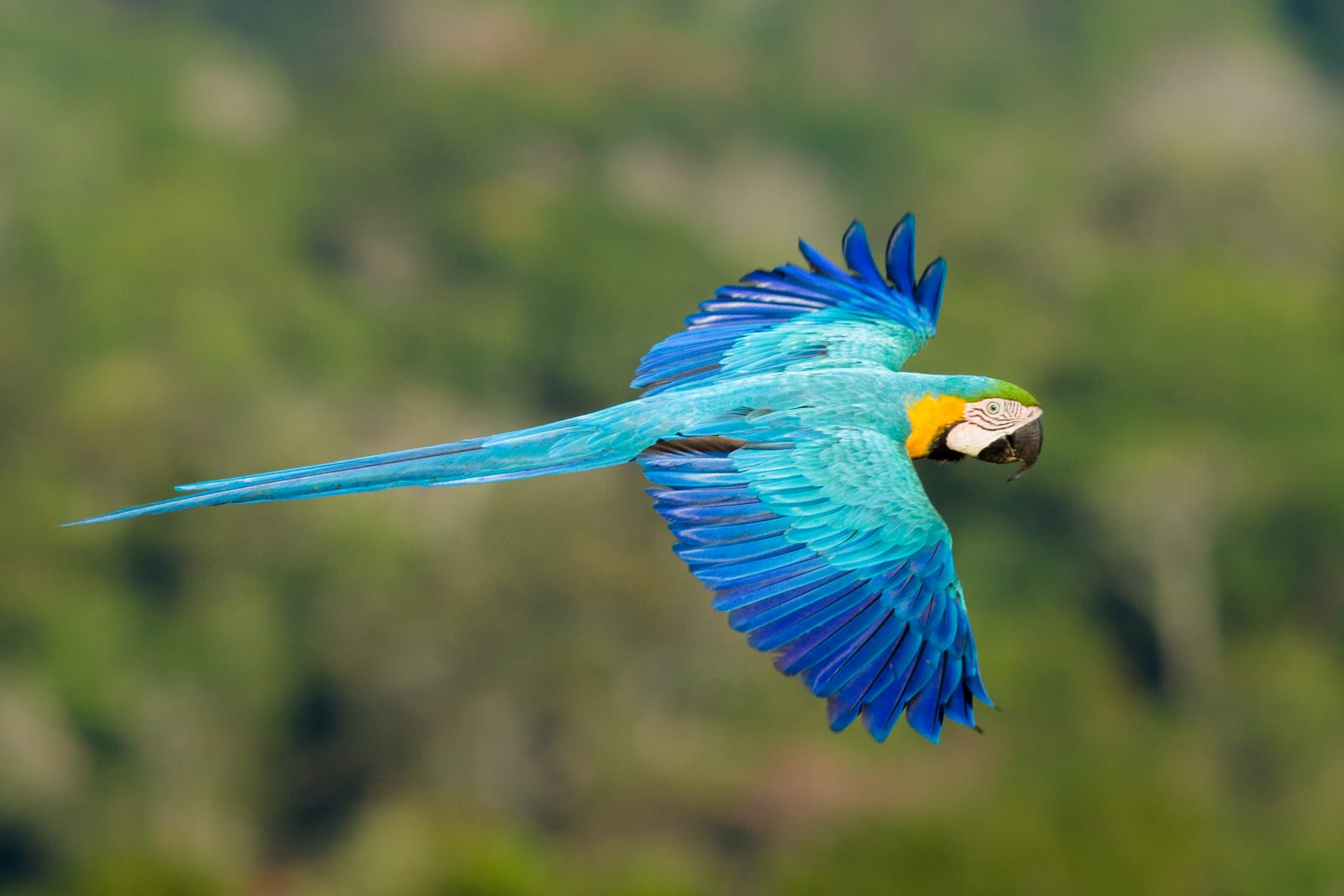 Mooiste natuurgebieden van Brazilië Cristalino Lodge blauwe ara