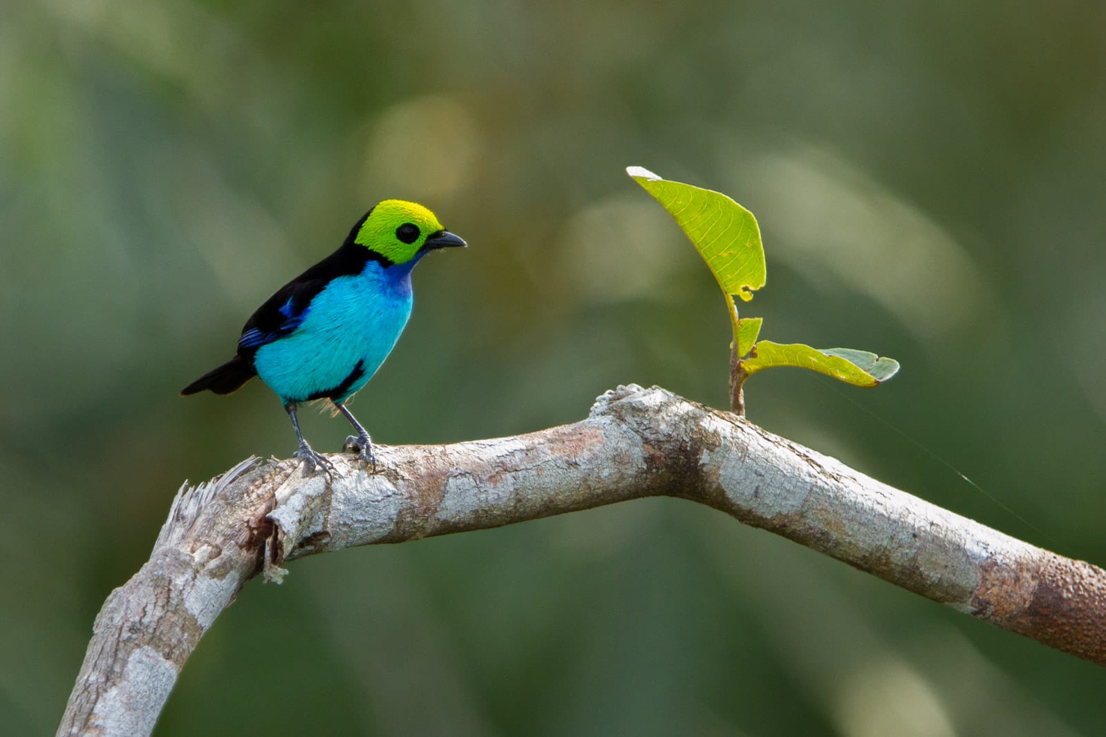 Brazilië Amazone Cristalino Lodge tropische vogel
