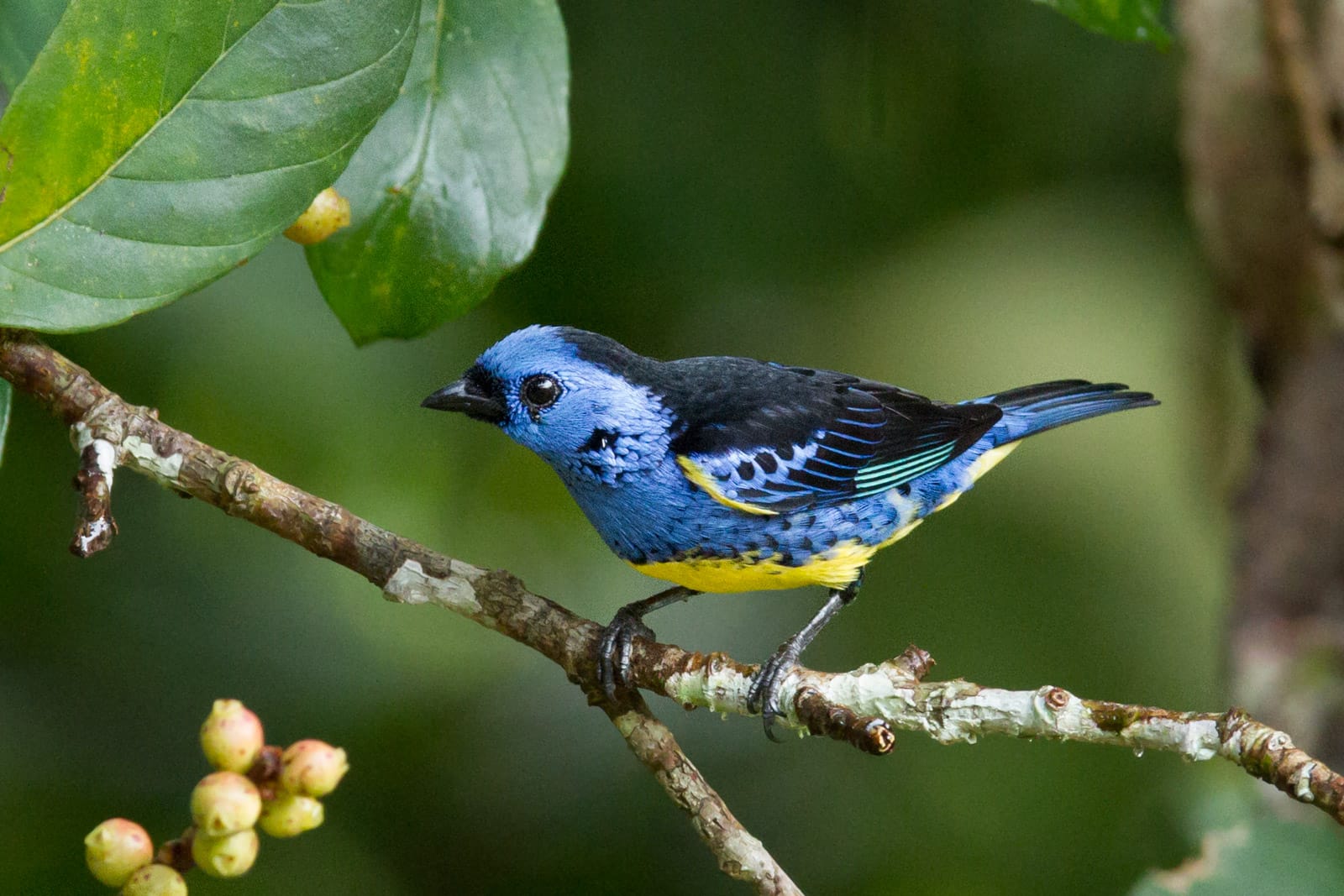 Brazilië Amazone Cristalino lodge tropische vogel