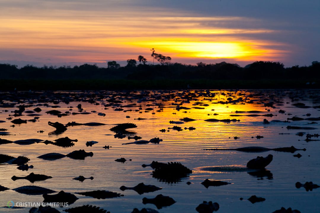 Brazilië Noord Pantanal kaaimannen bij zonsondergang