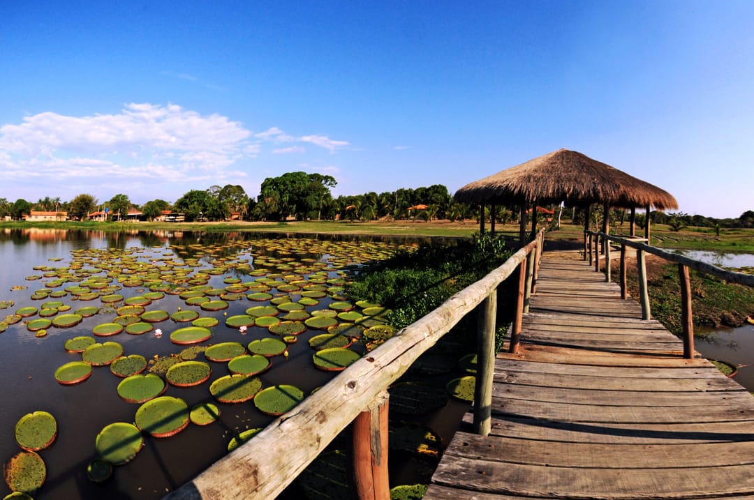 Brazilië Noord Pantanal waterlelies en wandelpad