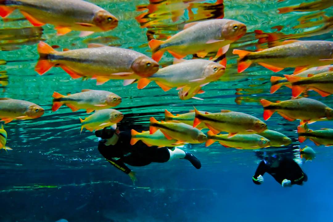 Brazilië Bonito Snorkelen Rio da Prata
