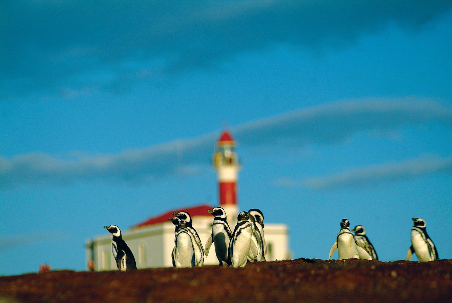 Chili Patagonie Isla Magdalena pinguins