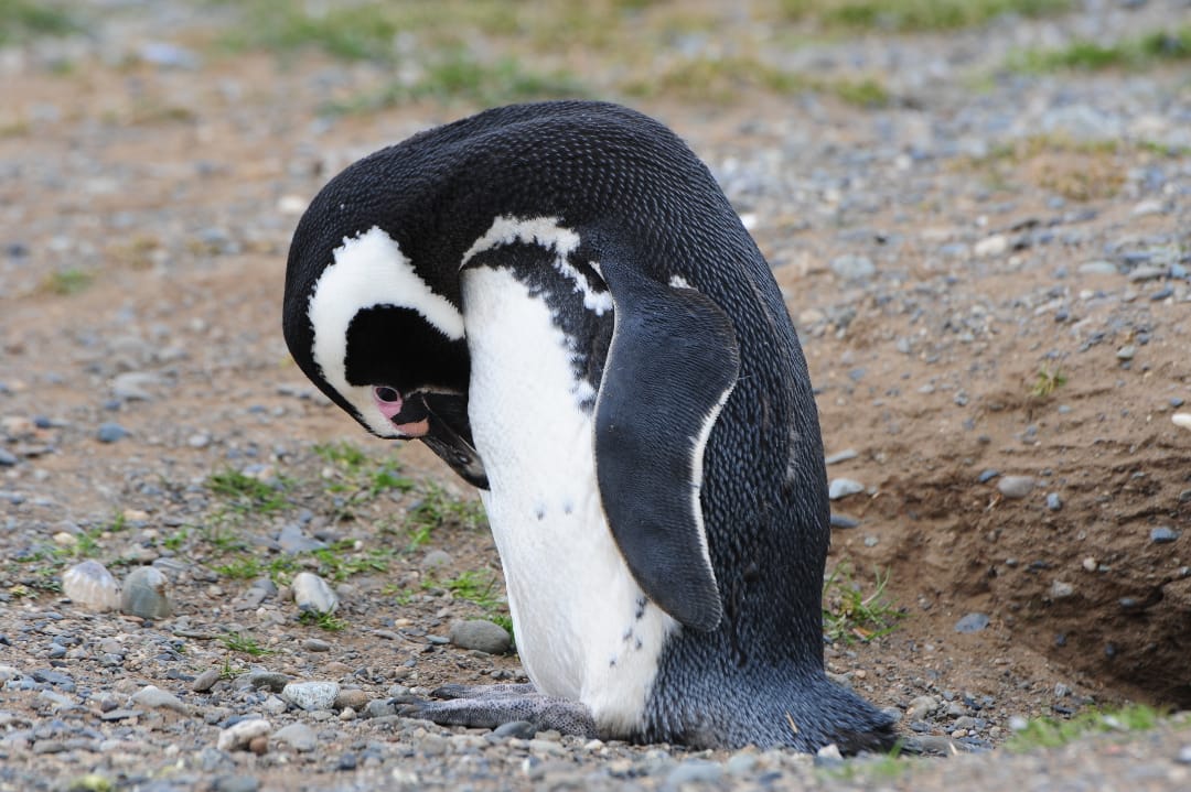 Chili Patagonie pinguin