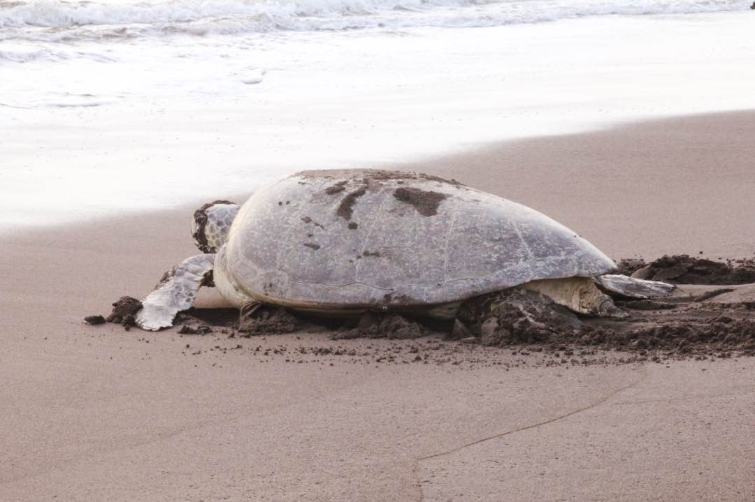 Costa Rica Tortuguero Groene Zeeschildpad