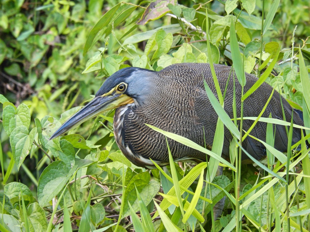 Costa Rica Watervogel Tortuguero