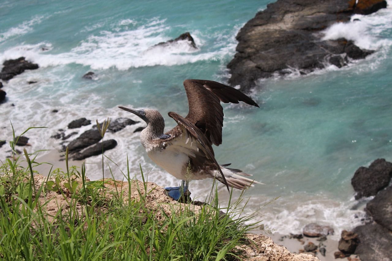Ecuador Puerto Lopez Isla de la Plata blauwvoetgent