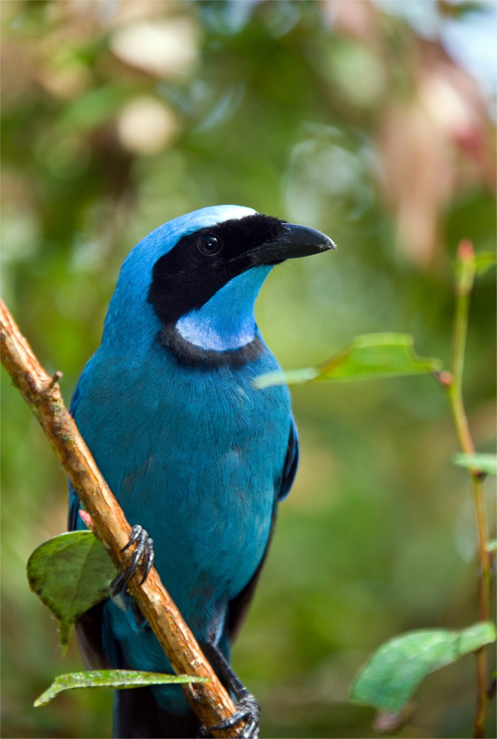 Ecuador Mindo vogel birdwatching