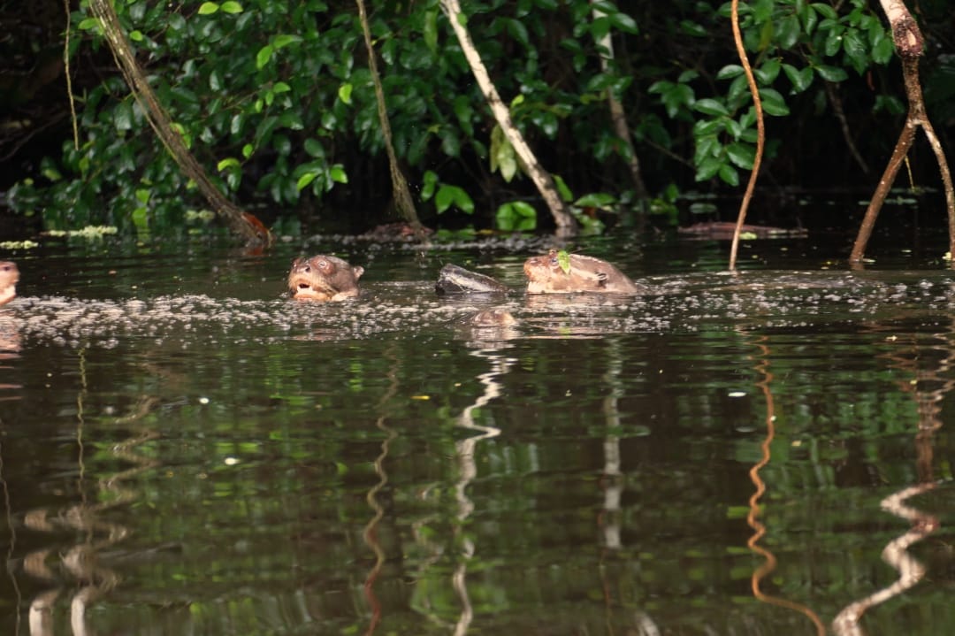 Ecuador Napo Wildlife Center rivierotters in het meer
