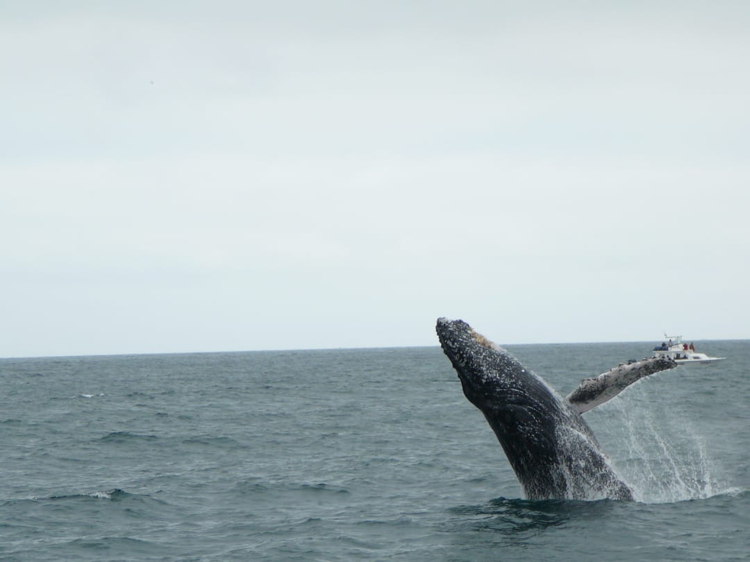 Ecuador Puerto Lopez whale watching