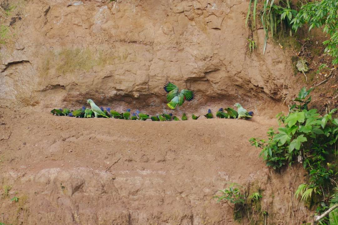 Ecuador Amazone La Selva Claylick met groene parkieten
