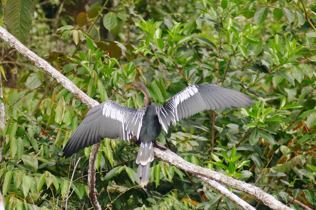 Ecuador Amazone La Selva tropische vogel