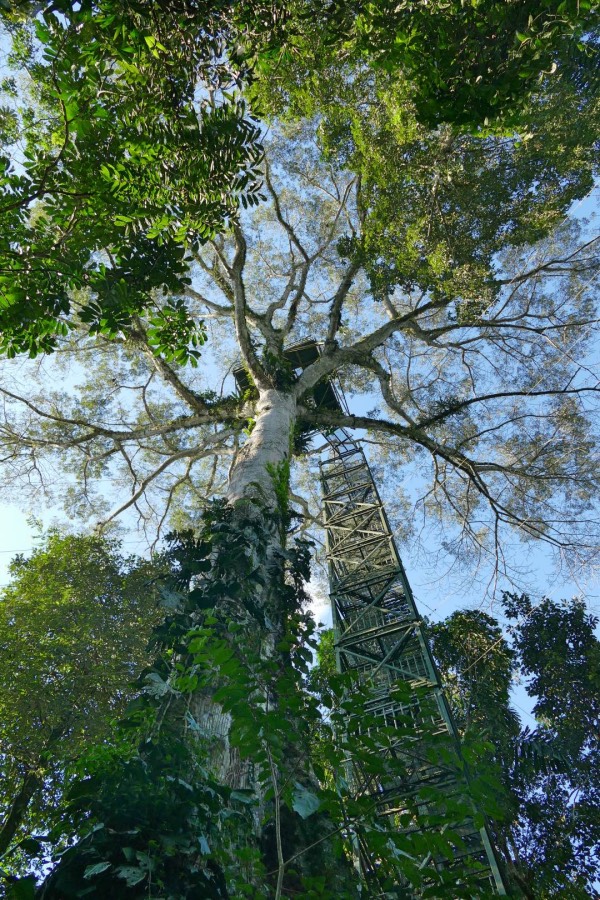 Ecuador Amazone La Selva Lodge uitkijktoren