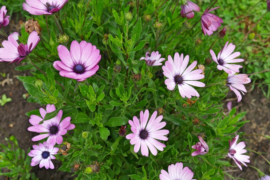 Ecuador Andes Hacienda Zuleta Bloemen