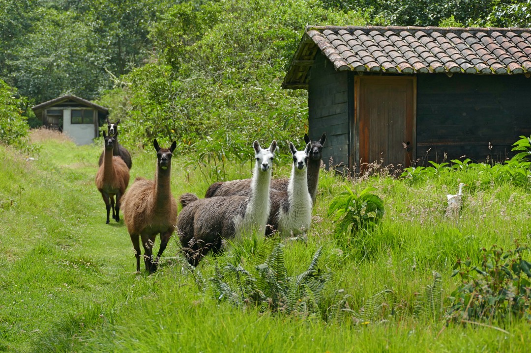Ecuador Andes Hacienda Zuleta lamas