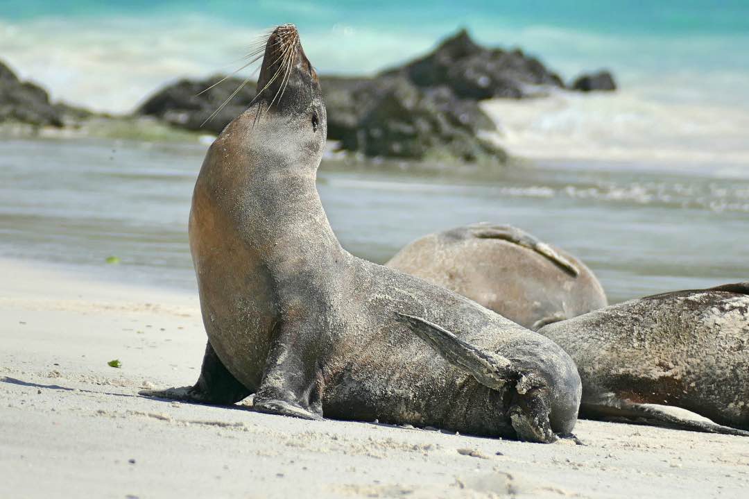 Galapagos Espanola Zeeleeuw in de zon