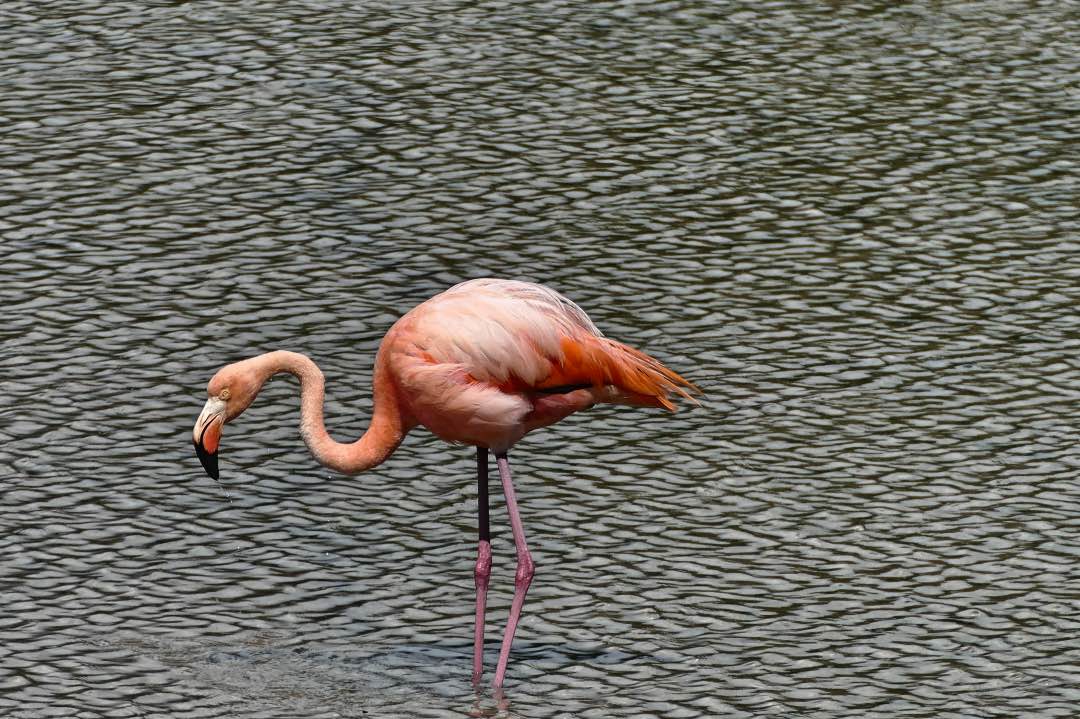 Galapagos Floreana Flamingo