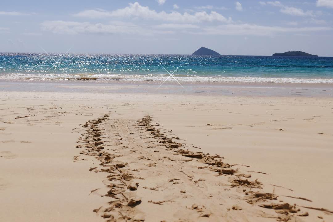 Galapagos Floreana Schildpaddenspoor