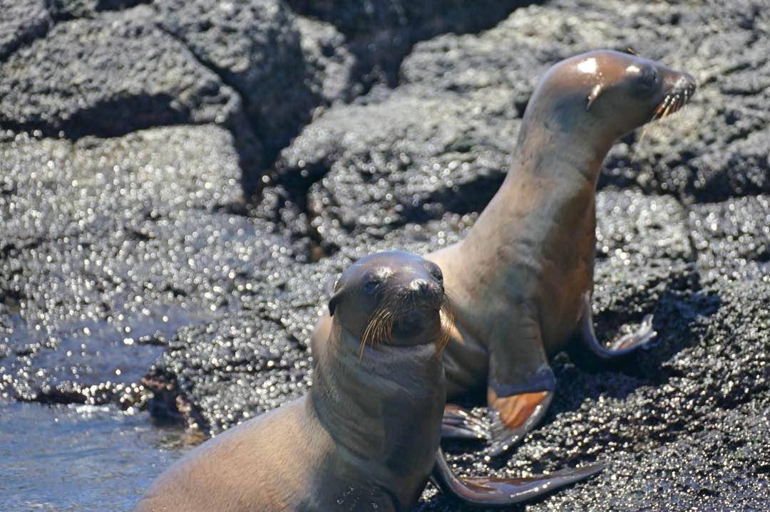 Galapagos San Cristobal baby zeeleeuwen