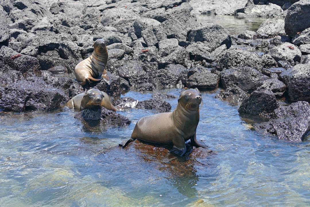 Galapagos San Cristobal Zeeleeuwen