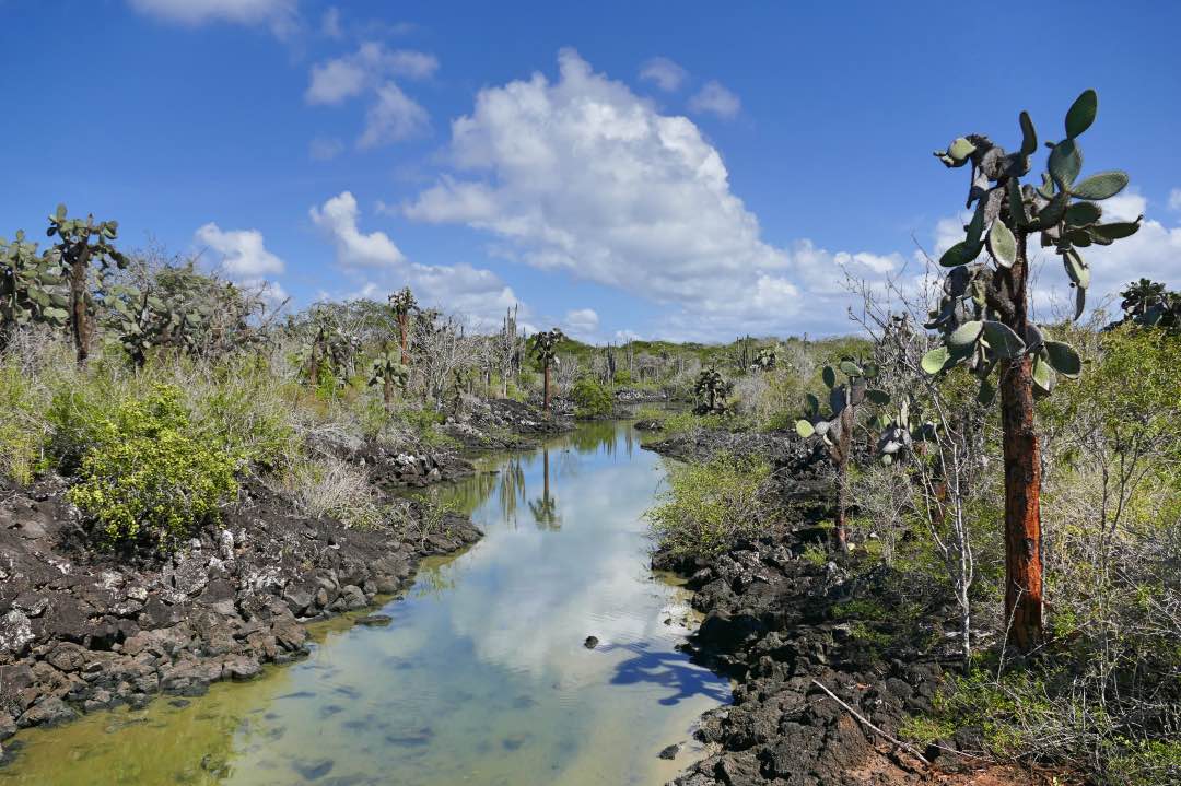Galapagos Santa Cruz Palo Santo