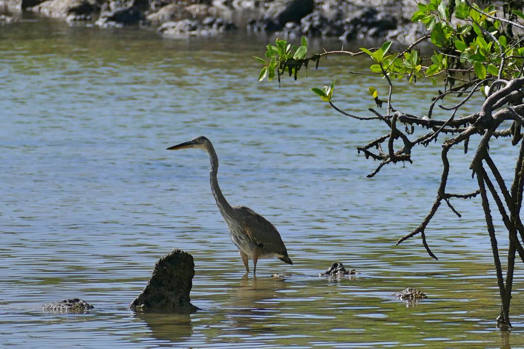 Galapagos Santa Cruz vogel
