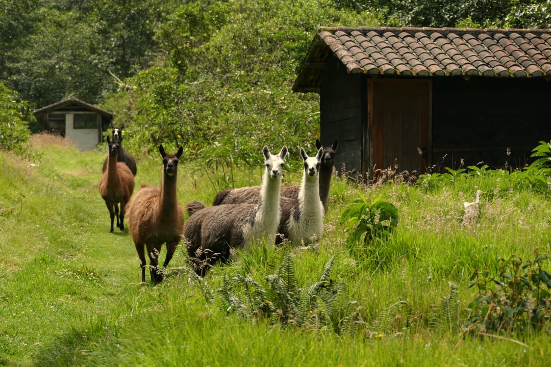 Ecuador Andes Hacienda Zuleta lamas