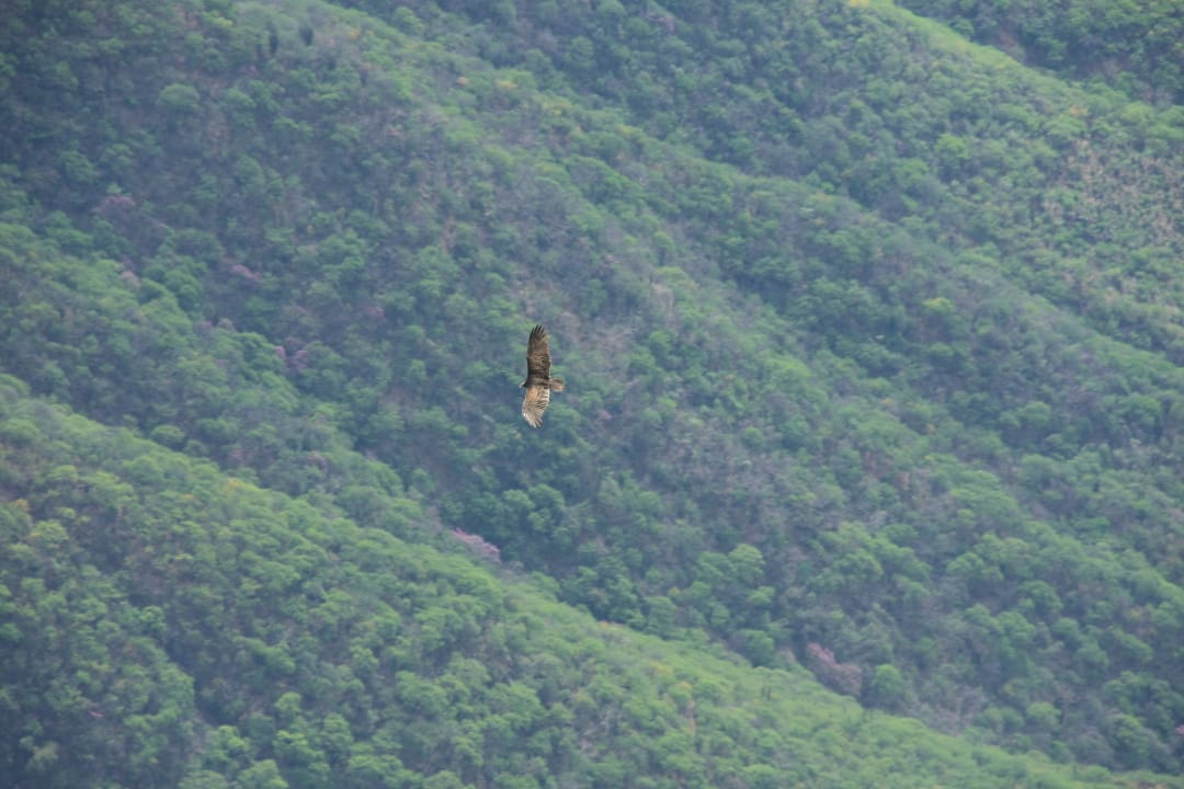 Mexico Copper Canyon roofvogel