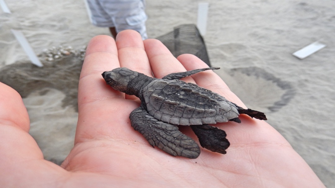 beste reistips in Oaxaca Puerto Escondido mini schildpad