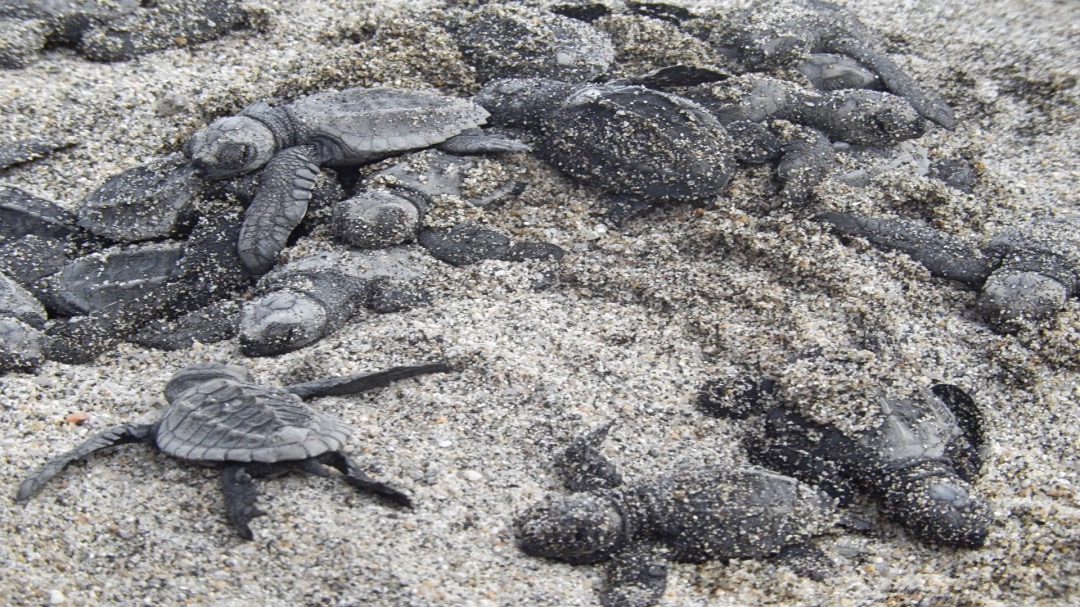 beste reistips in Oaxaca Puerto Escondido mini schildpadden