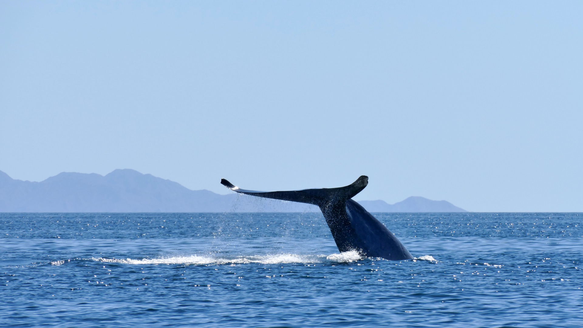 Mexico Baja California blauwe vinvis spotten