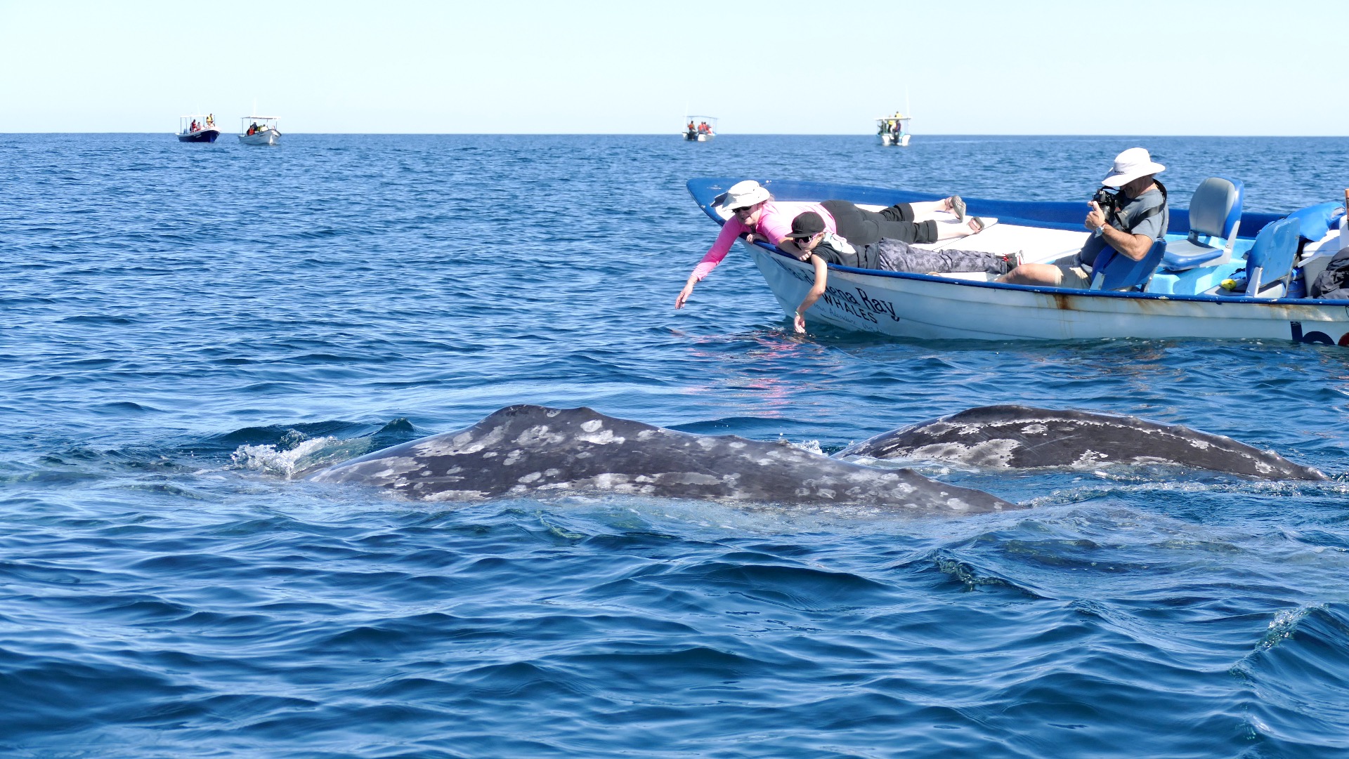 Mexico Baja California Puerto San Carlos grijze walvis spotten