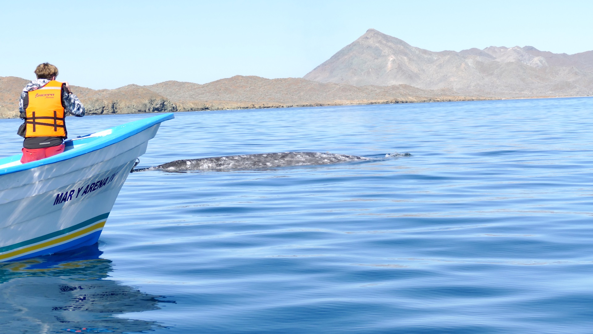 Mexico Baja California grijze walvissen spotten