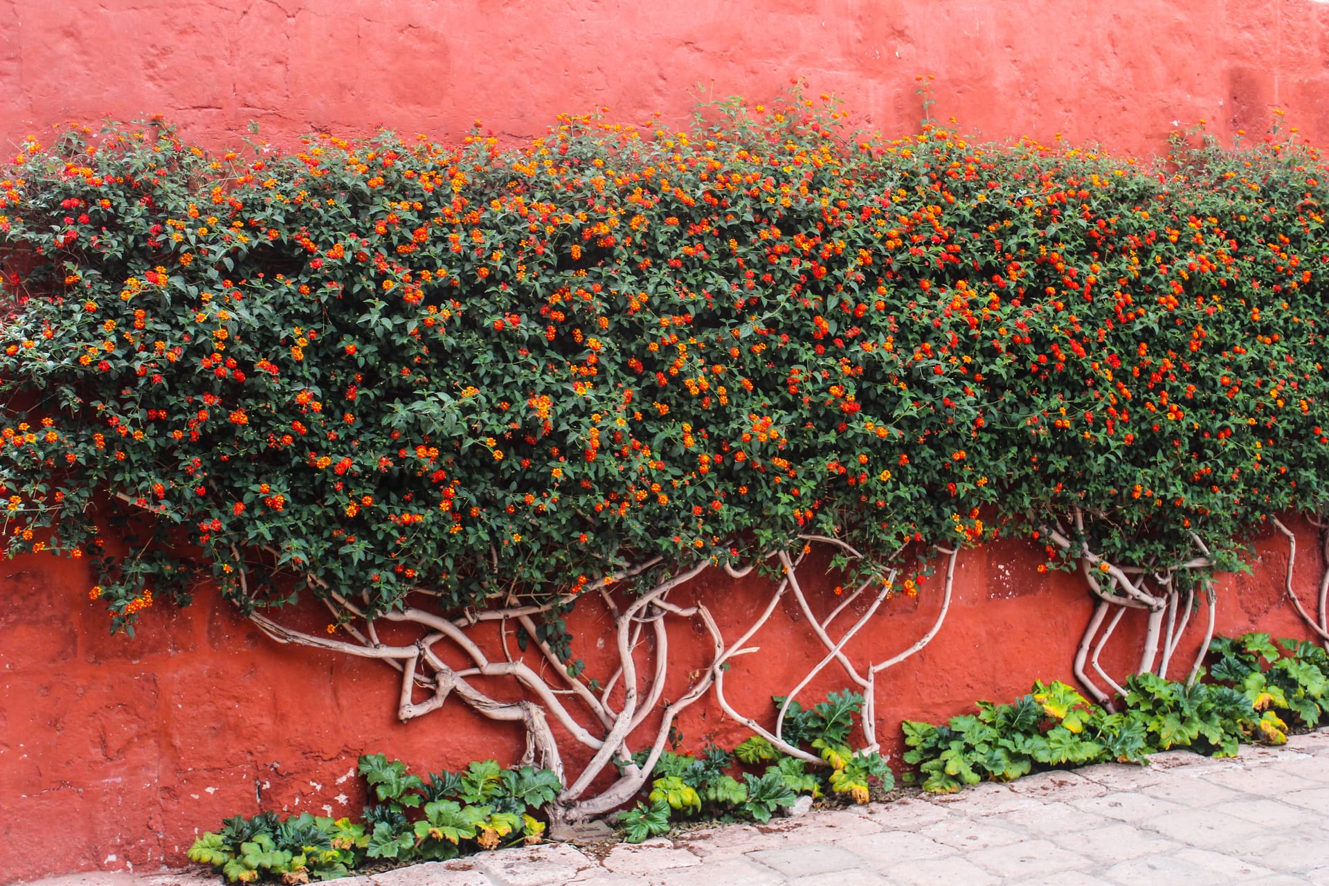 Peru Arequipa Santa Catalina klooster rozenstruik