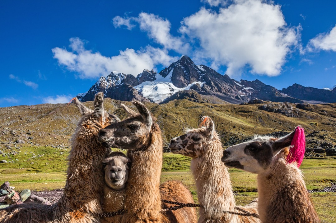 Peru Andes Lamas