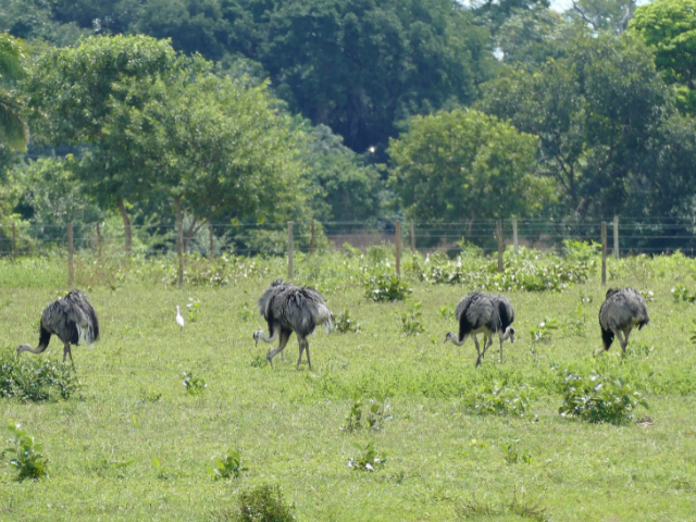 Brazilië Pantanal Emoes