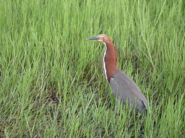 Brazilië Pantanal Natuurgebied Reiger