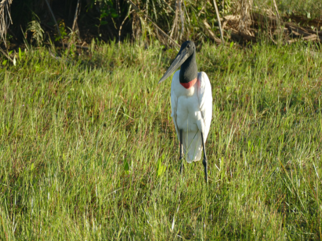 Brazilië Pantanal Tujuju