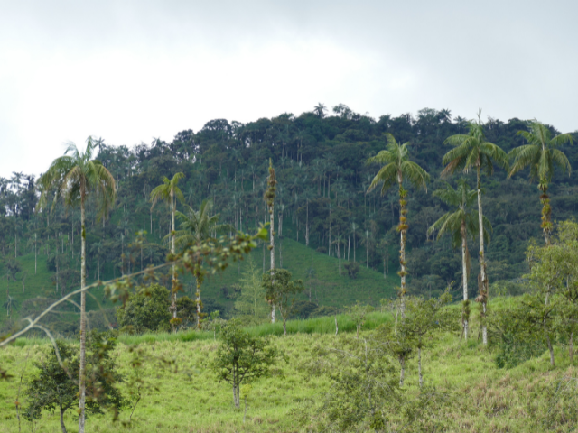 Ecuador Nevelwoud Onderweg Naar Mashpi Lodge