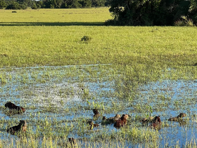 Brazilië Pantanal Capibaras