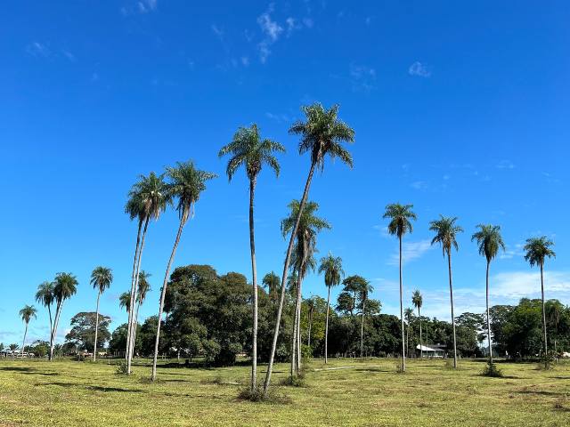 Brazilië Pantanal Capibaras