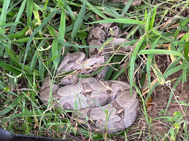 Brazilië Pantanal Slang