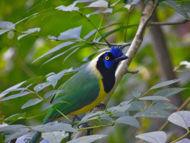 Colombia Birdwatching