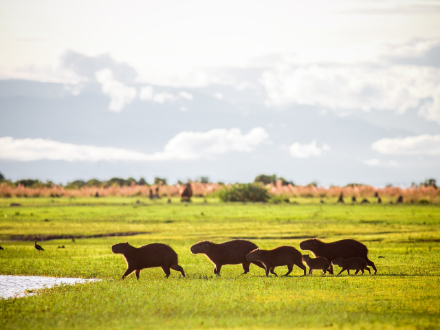 Colombia Corocora Capibaras